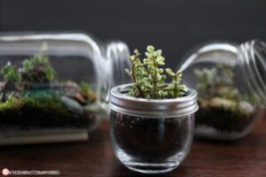 Glass Jar Terrariums 14