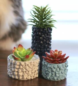 Succulents